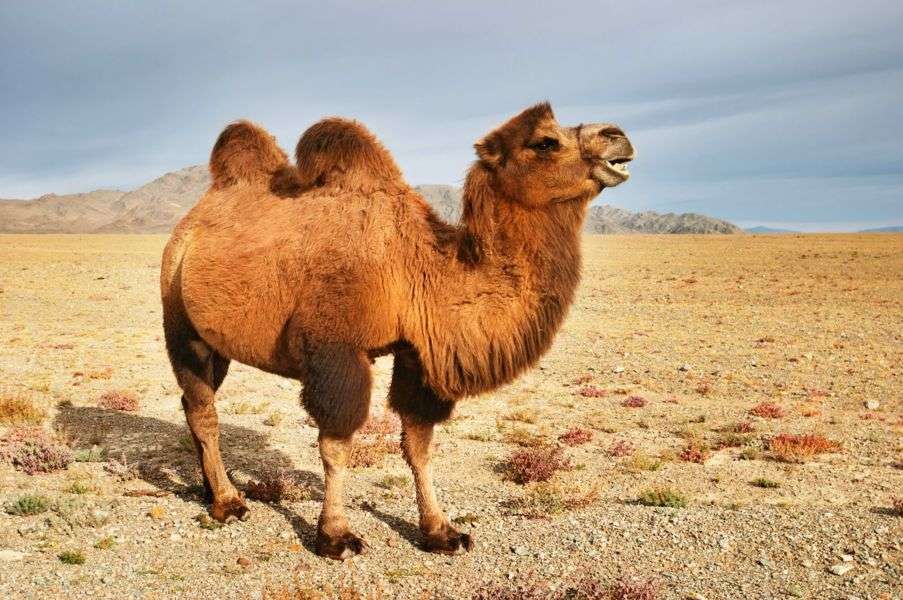 καμήλα online παζλ