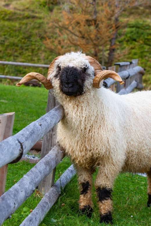 soffici pecore domestiche in Svizzera puzzle online