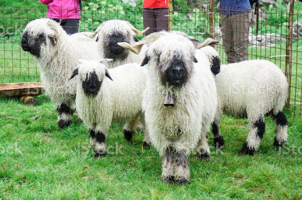 пухнасті домашні вівці в Швейцарії пазл онлайн
