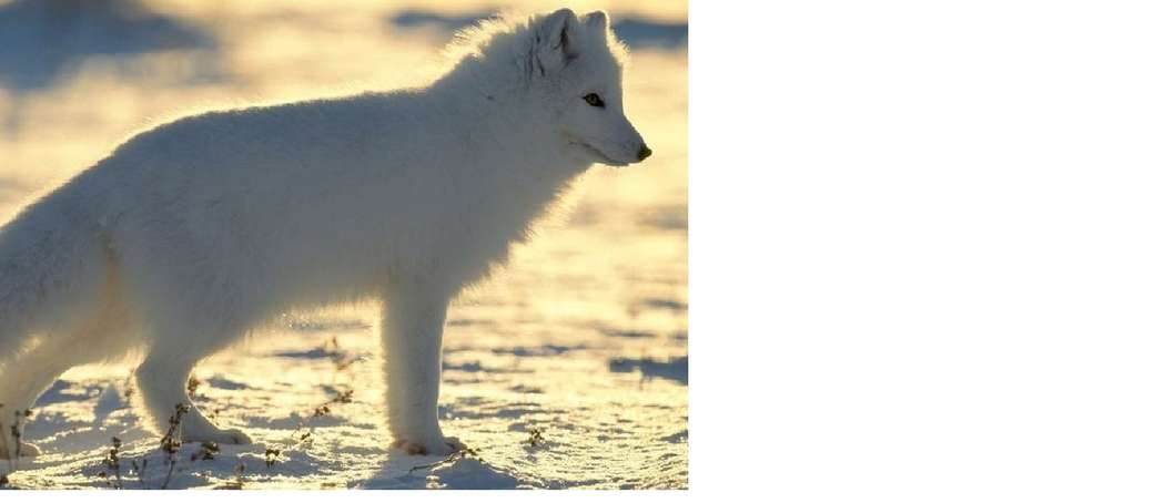 αρκτική αλεπού online παζλ
