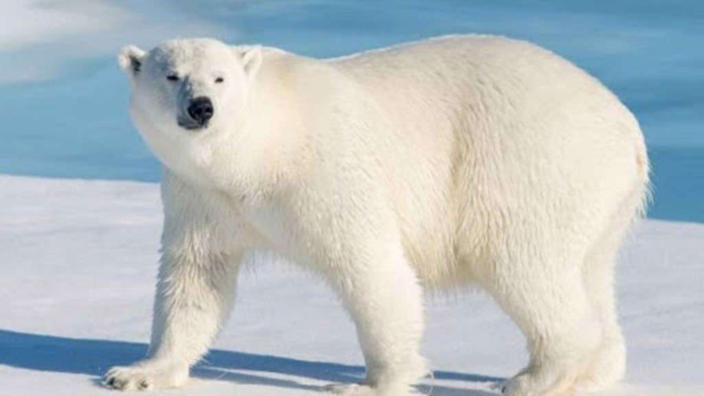 Πολική αρκούδα παζλ online