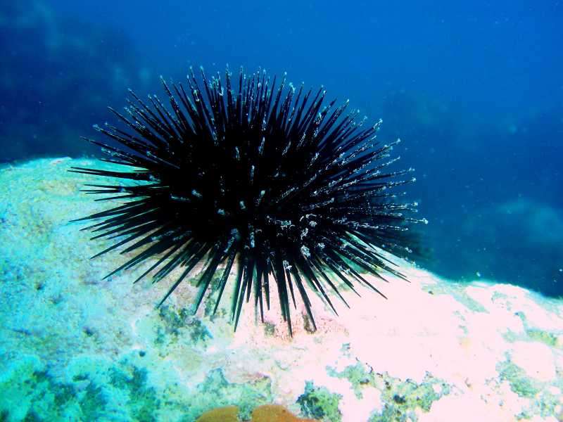 Mořský ježek online puzzle