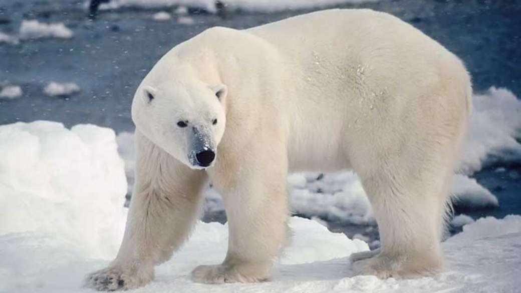 oso polar rompecabezas en línea