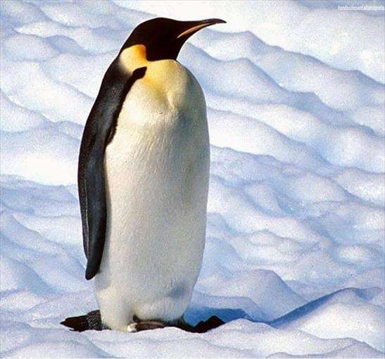 Пингвины онлайн-пазл