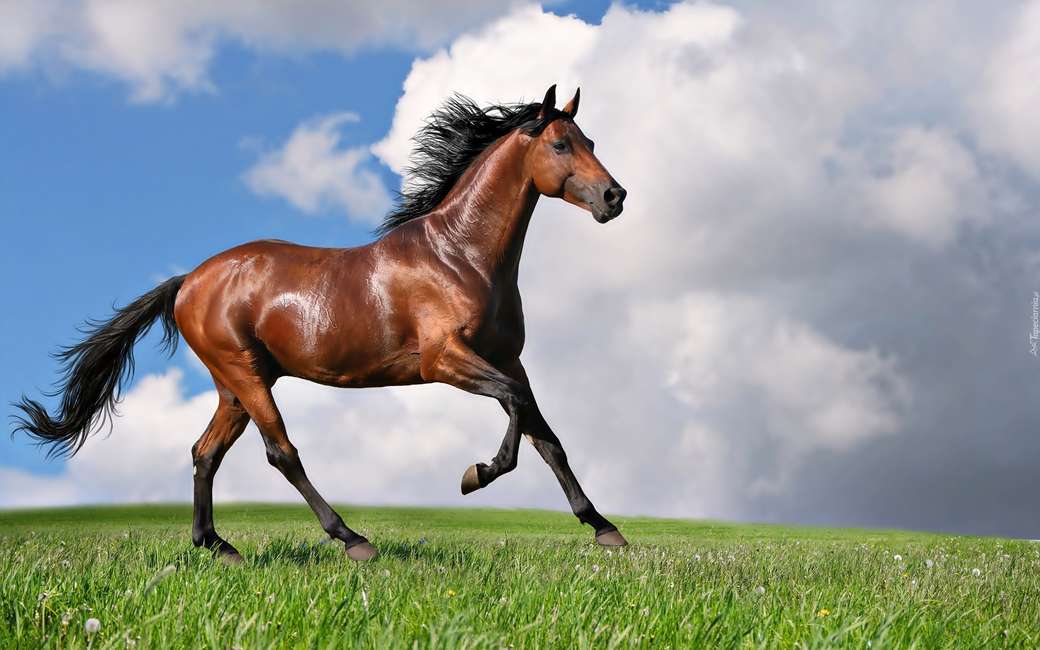 красивая лошадь онлайн-пазл