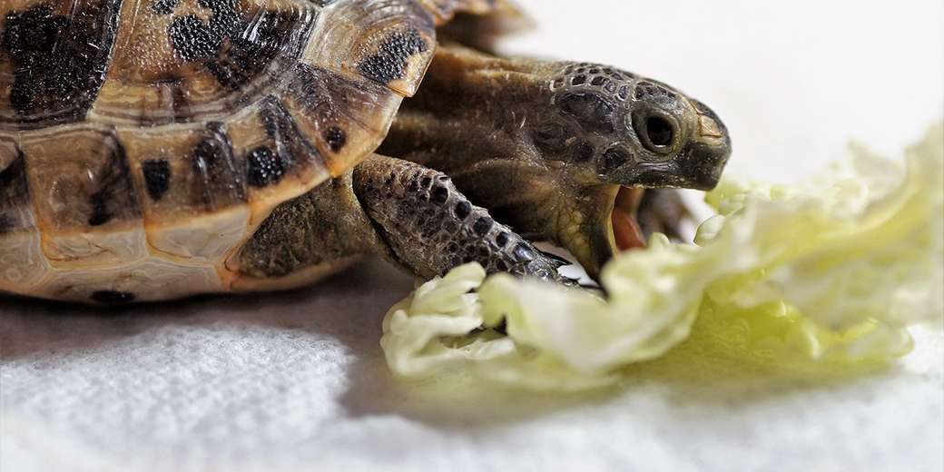 Mata sköldpaddan Pussel online