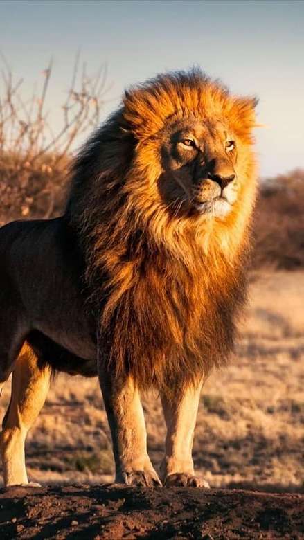 強い動物のライオン ジグソーパズルオンライン