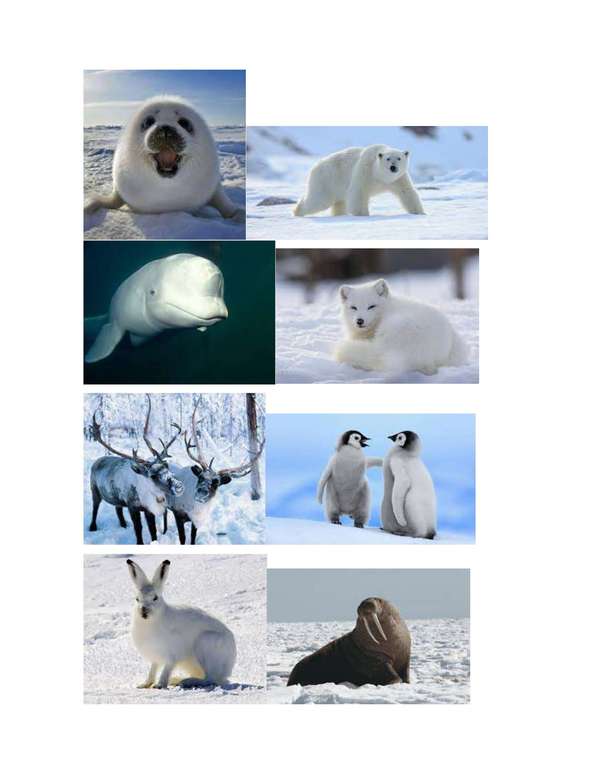 Αρκτική ζώα luni σκάφη παζλ online