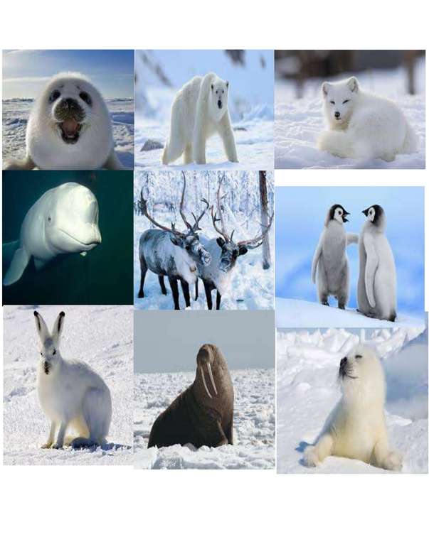 Arktická zvířata luni řemeslo skládačky online
