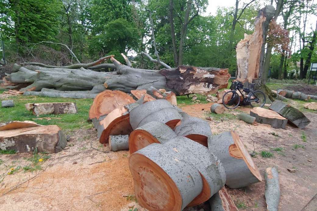 avverkning av gamla träd Pussel online