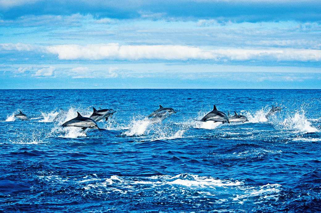 Delphine vor den Azoren Online-Puzzle