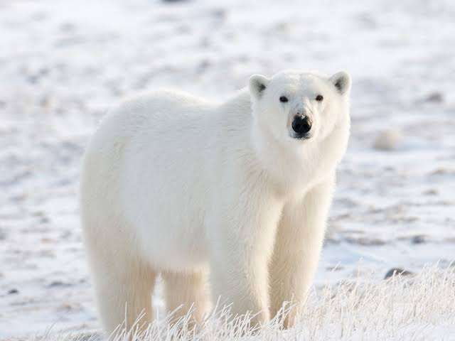 Isbjörn pussel på nätet
