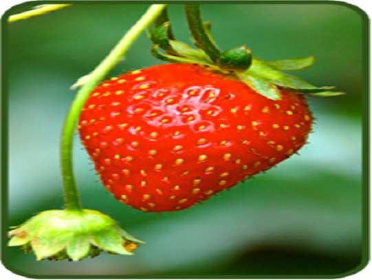 s е за ягода онлайн пъзел
