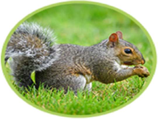 s mókusnak szól online puzzle