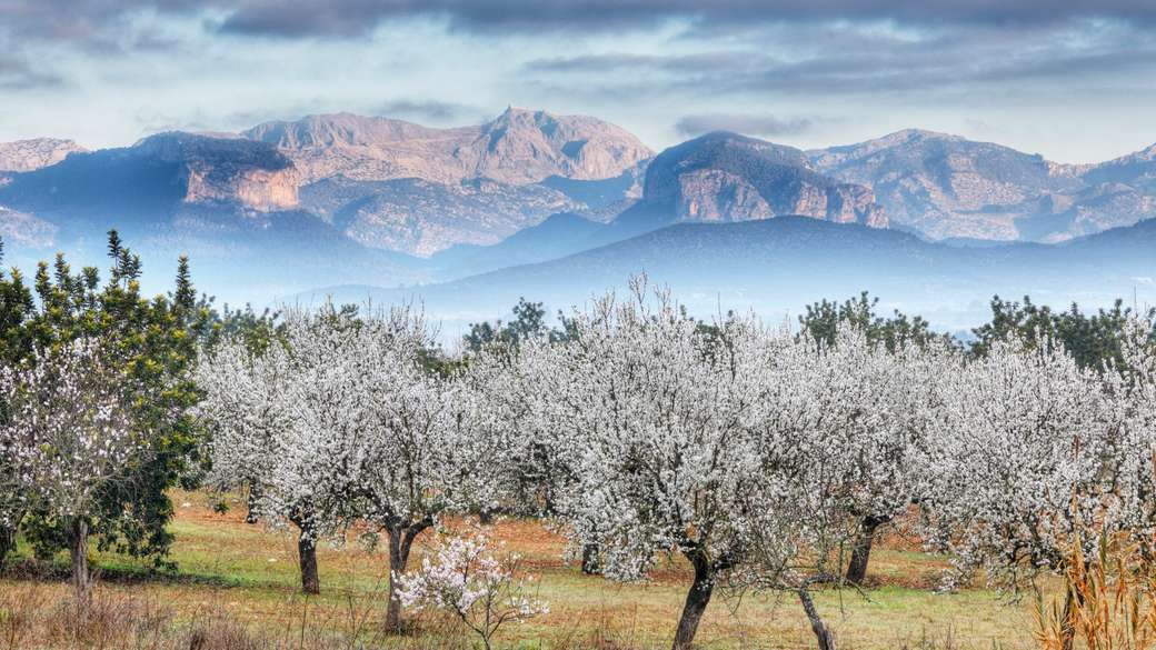 Mallorca en primavera almendro en flor rompecabezas en línea
