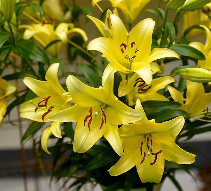 yellow lilies jigsaw puzzle online