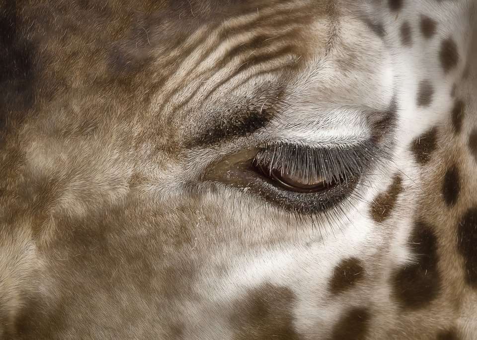 Giraffe's oog legpuzzel online