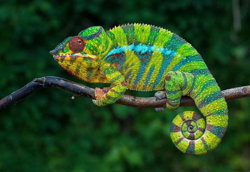 chameleon jigsaw puzzle online