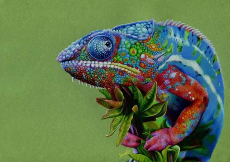 chameleón online puzzle