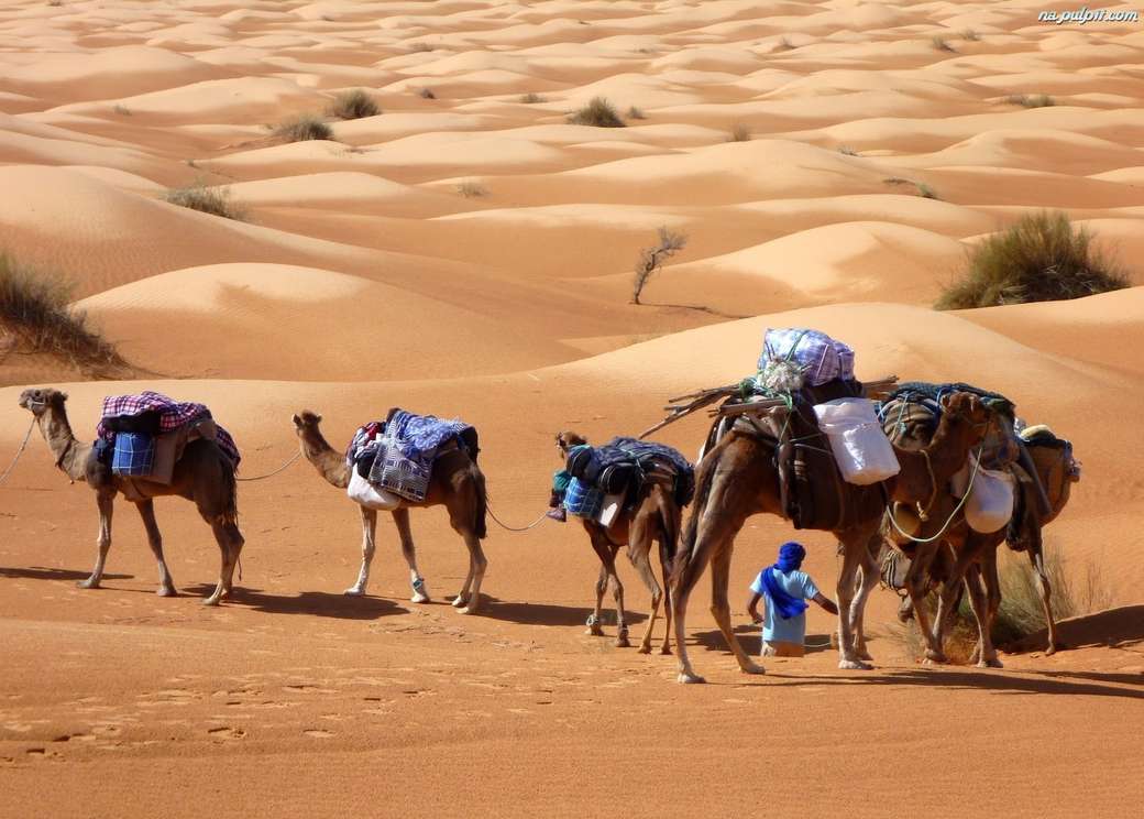 καμήλες - τροχόσπιτο online παζλ