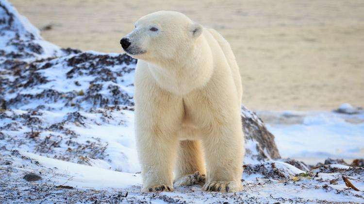 isbjörn pussel på nätet