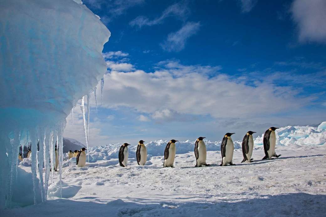 Семья пингвинов онлайн-пазл