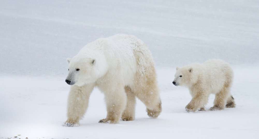 l'ours polaire puzzle en ligne