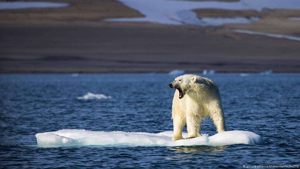 полярний ведмідь пазл онлайн