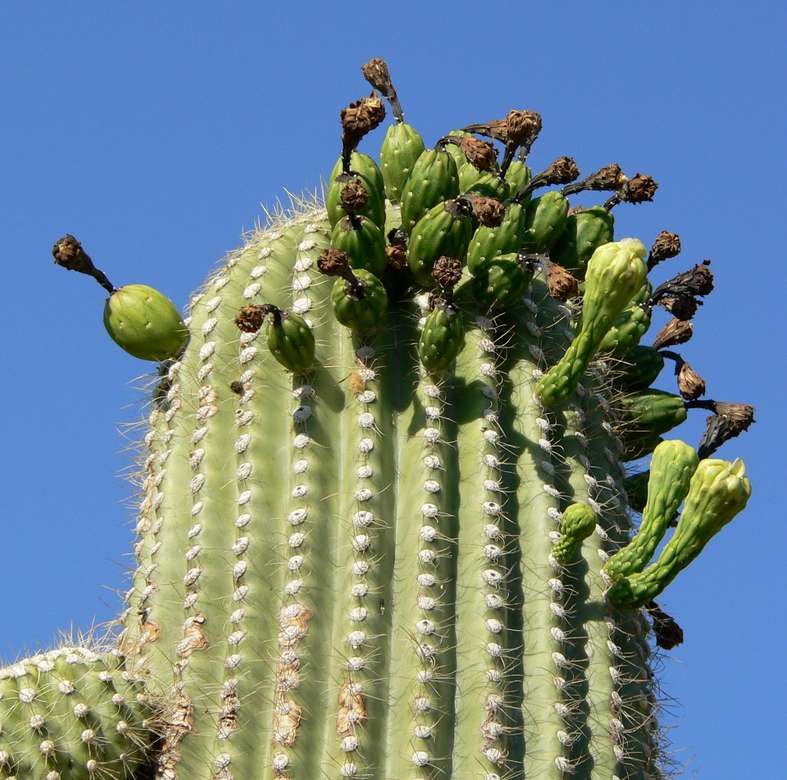 Квіти сагуаро -кактус в пустелі онлайн пазл