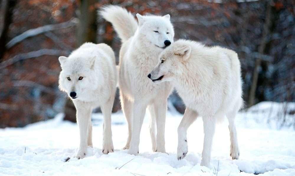 loups arctiques puzzle en ligne