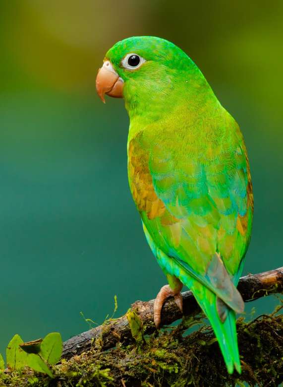 Sällskapsdjur papegoja Pussel online