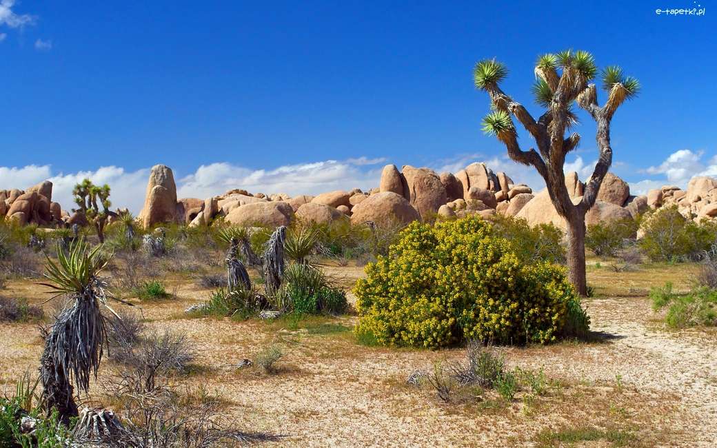 砂漠、岩、木 ジグソーパズルオンライン
