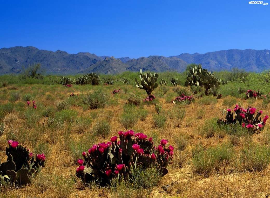woestijn in bloeiende cactussen legpuzzel online