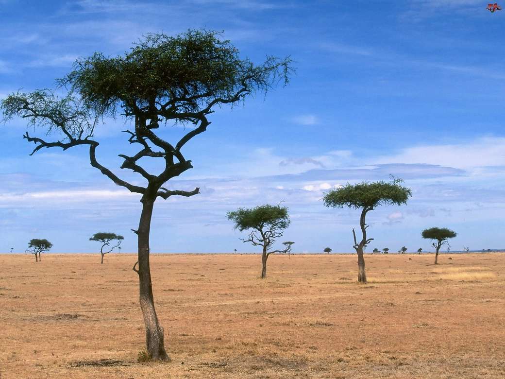 sivatag, fák kirakós online