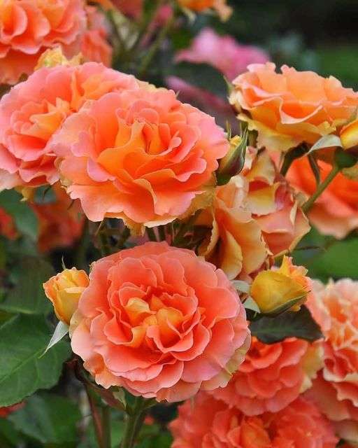oranžové růže online puzzle