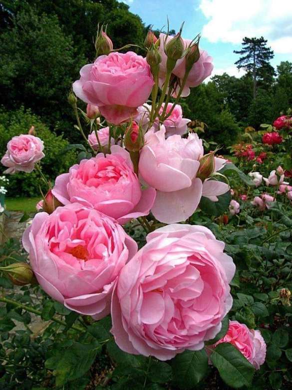 Розы в саду онлайн-пазл