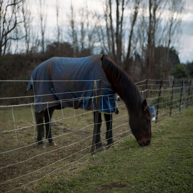 Horse grazing shot on Portra 400 120 online puzzle