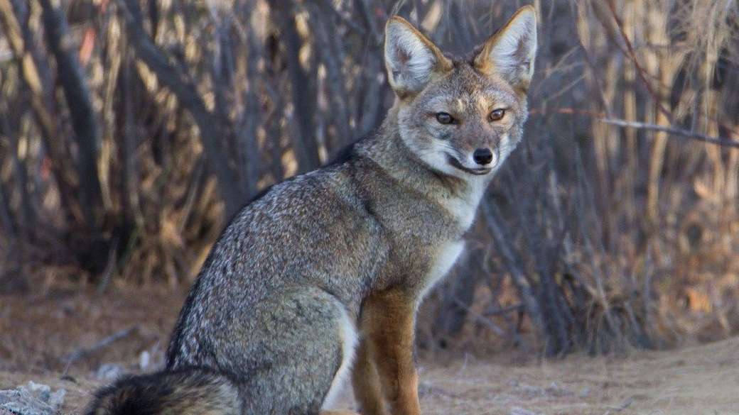 Північно-західні тварини: сіра лисиця онлайн пазл