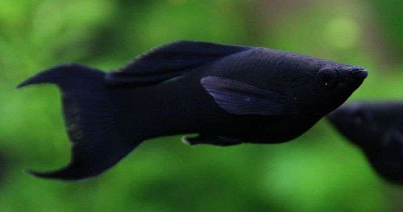 Liten svart fisk pussel på nätet