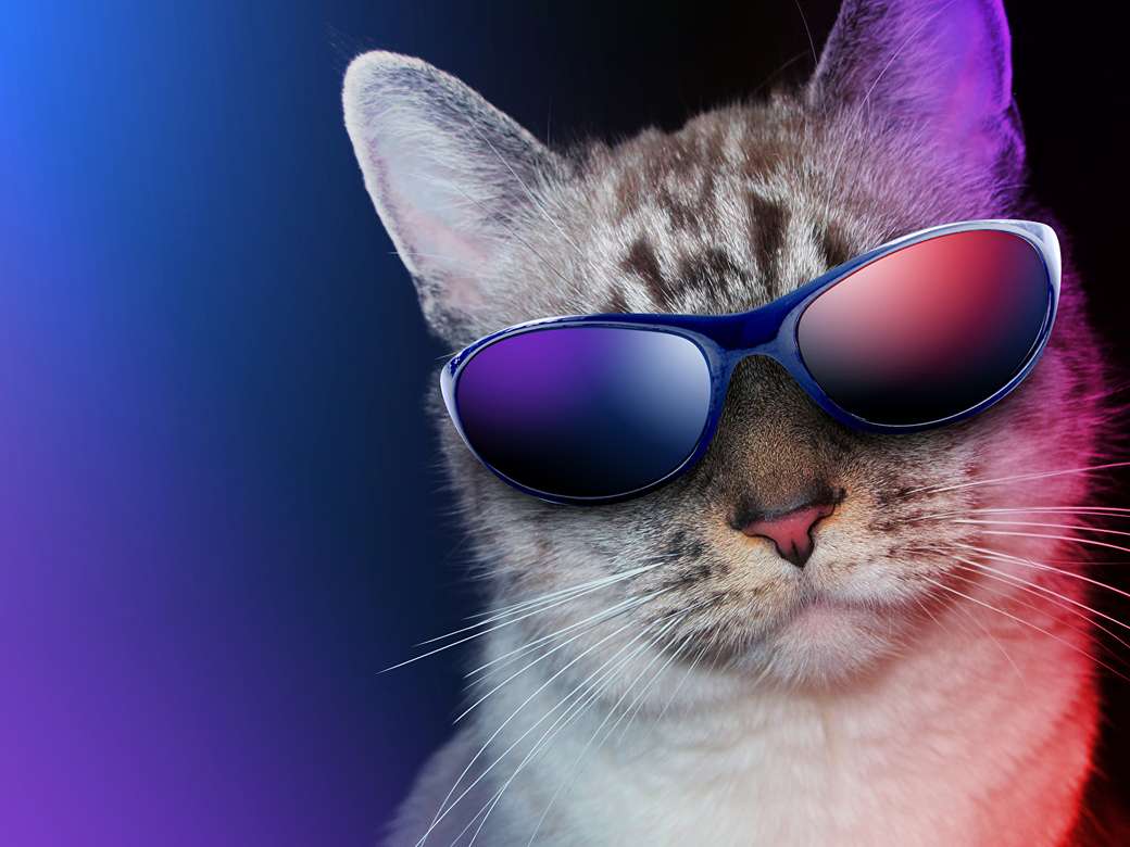 kattunge med glasögon pussel på nätet