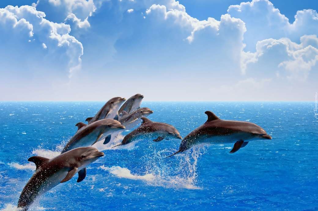 dauphins ... puzzle en ligne