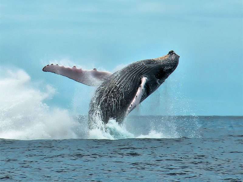 γαλάζια φάλαινα online παζλ