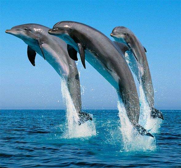 golfinhos ... quebra-cabeças online