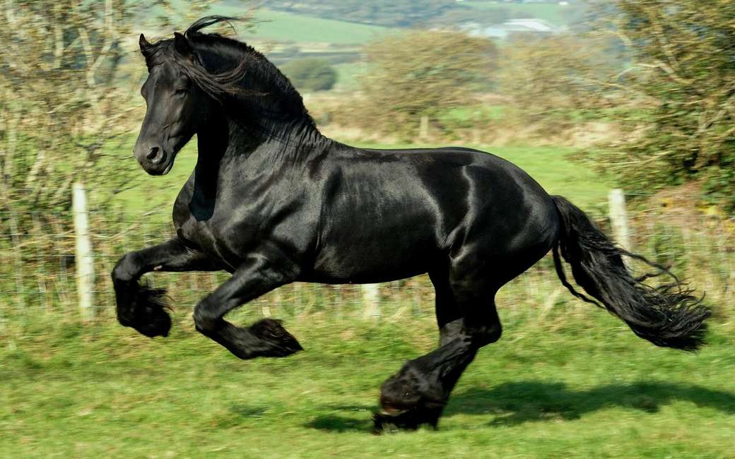 Nádherný černý kůň online puzzle