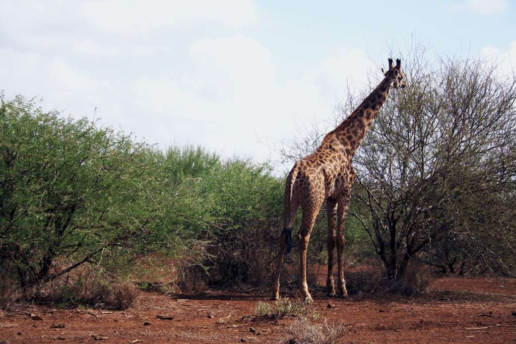 Giraffe eating in the wild online puzzle