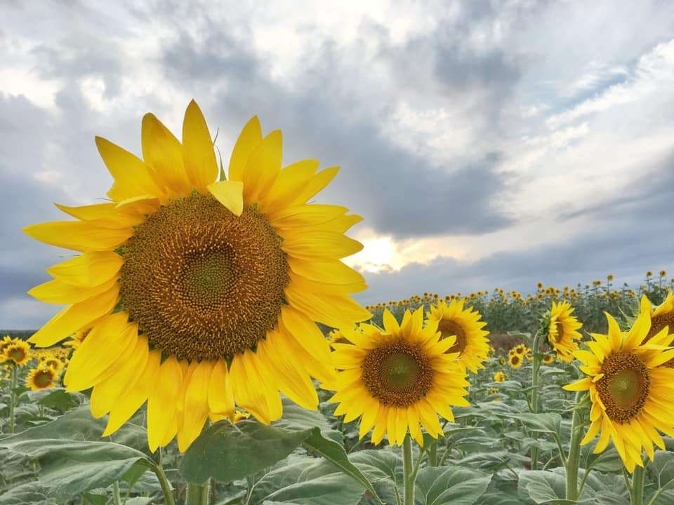 Um campo de flores de sol puzzle online