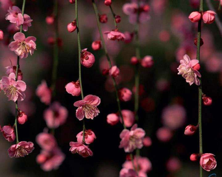 Vackra blommor pussel på nätet