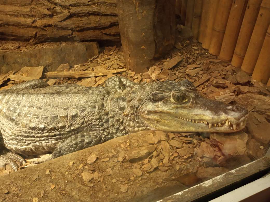 Krokodilklämma pussel på nätet