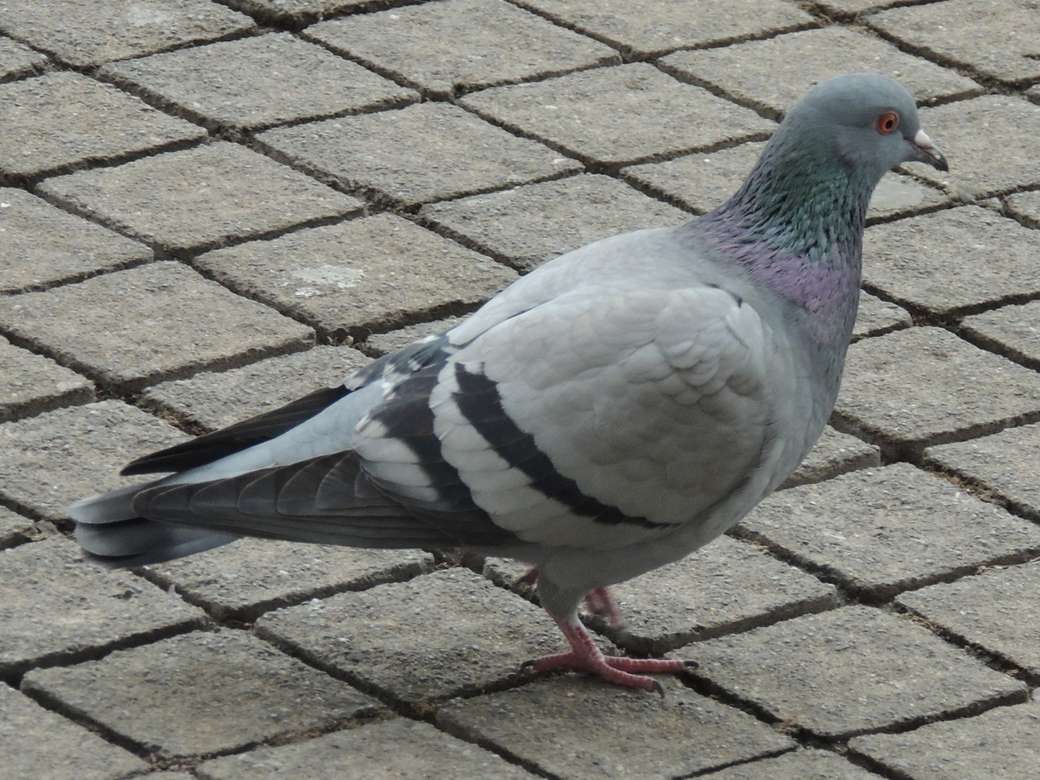 Pigeon.... puzzle en ligne