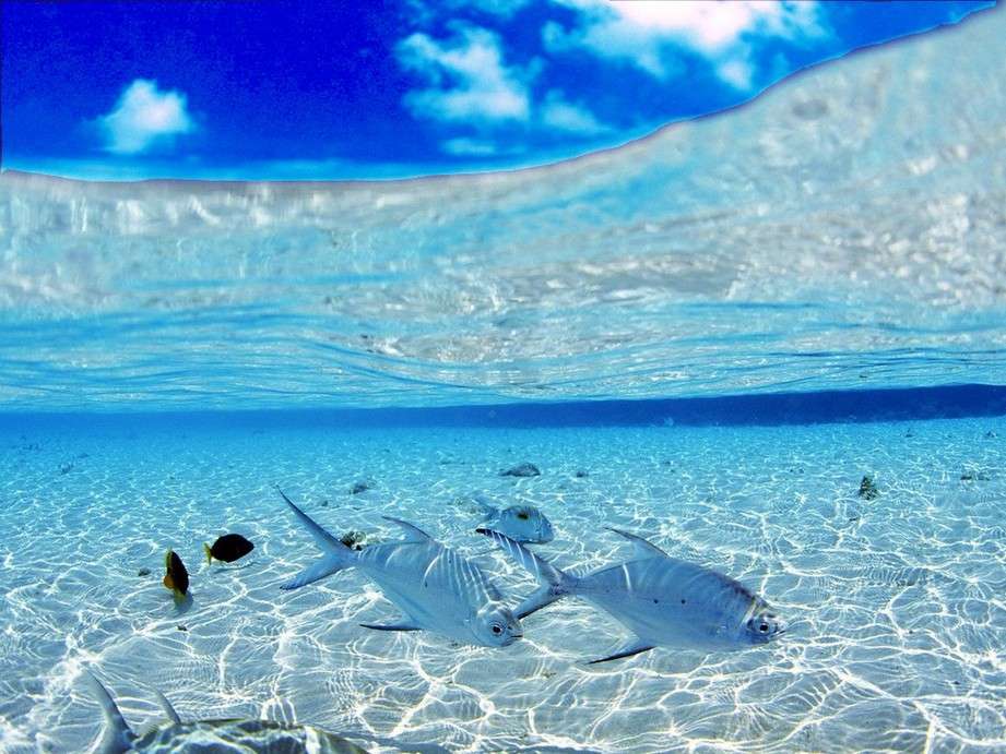 fish in the ocean jigsaw puzzle online
